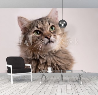 Picture of Cat on white background